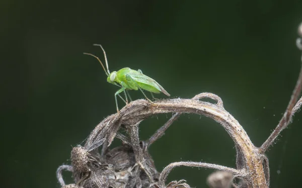 Close Shot Green Miridae Bug — стоковое фото