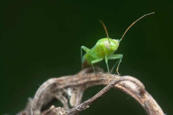 Green Miridae Bug — 스톡 사진