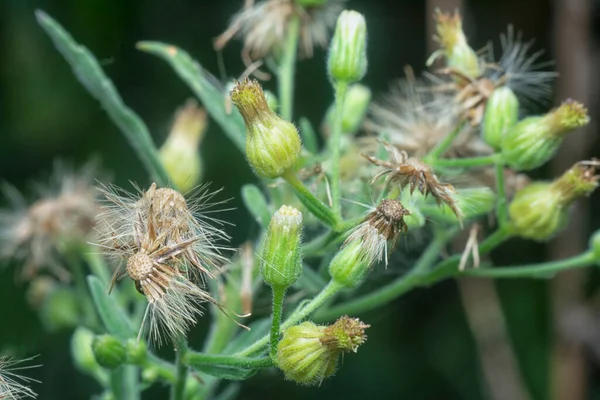 Wilde Asien Hohe Flohkraut Gras — Stockfoto