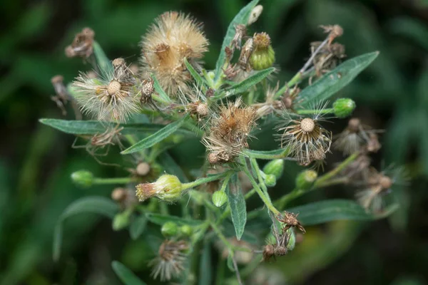 Wilde Asien Hohe Flohkraut Gras — Stockfoto