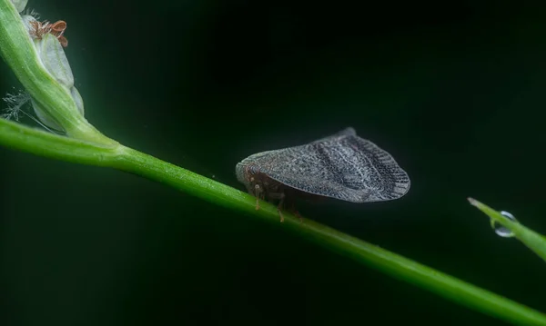 Close Shot Van Scolypopa Australis Leafhopper — Stockfoto