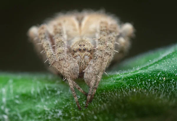 Tiro Cercano Gibbaranea Bituberculata Spider —  Fotos de Stock