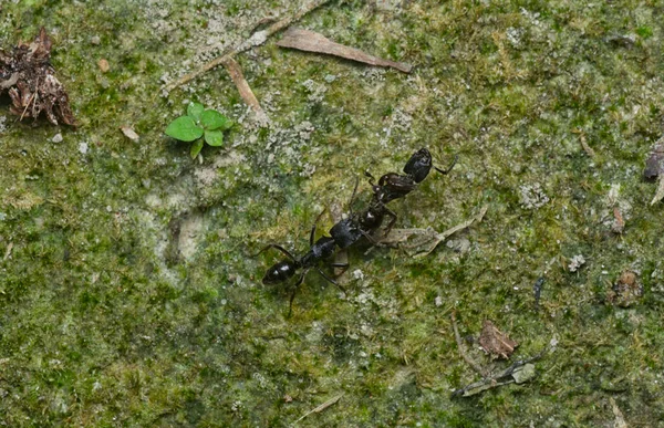개미의 — 스톡 사진