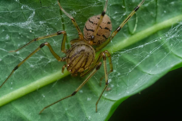 Tiro Cercano Araña Escupiendo — Foto de Stock