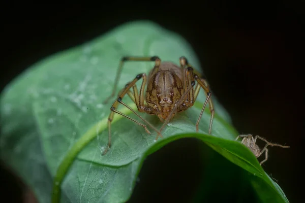 Κοντινή Λήψη Της Αράχνης Που Φτύνει — Φωτογραφία Αρχείου