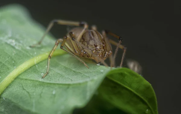 Tiro Perto Aranha Cuspir — Fotografia de Stock