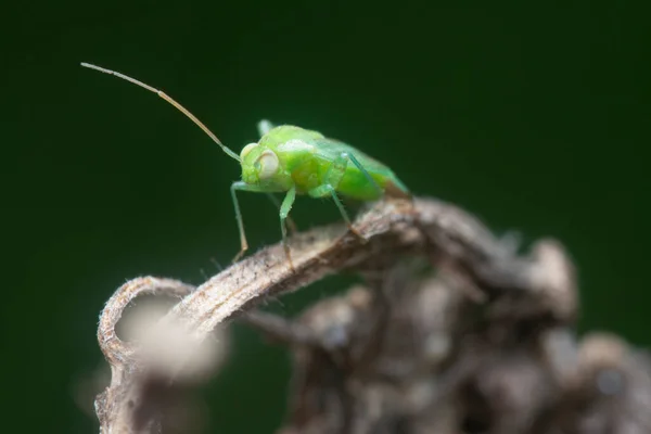 Close Shot Green Miridae Bug Stock Photo