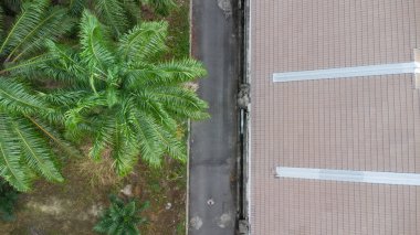 Palmiye ağaçlarının arkasındaki arka yolun havadan görünüşü..