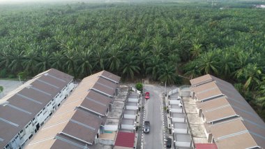 Petrol palmiyesi yetiştiriciliğiyle çevrili bir şehir..