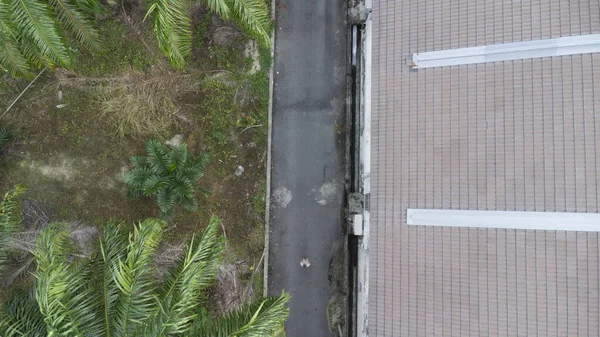 Вид Воздуха Обратную Полосу Позади Масличных Пальм — стоковое фото