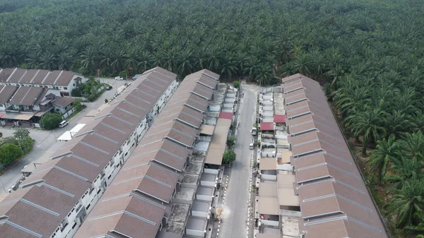 Petrol palmiyesi yetiştiriciliğiyle çevrili bir şehir..