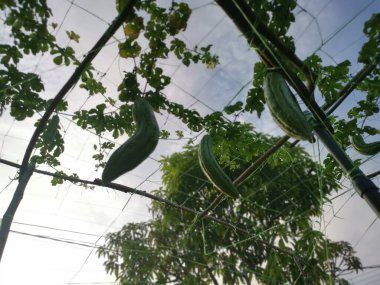 Momordica Charantia tırmanma tesisine bak..