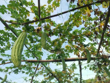 Momordica Charantia tırmanma tesisine bak..