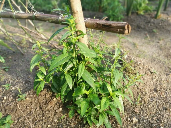 Sabah Verde Planta Grama Cobra — Fotografia de Stock