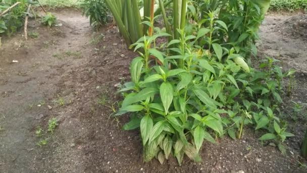 Planta Hierba Serpiente Sabah Verde — Vídeos de Stock