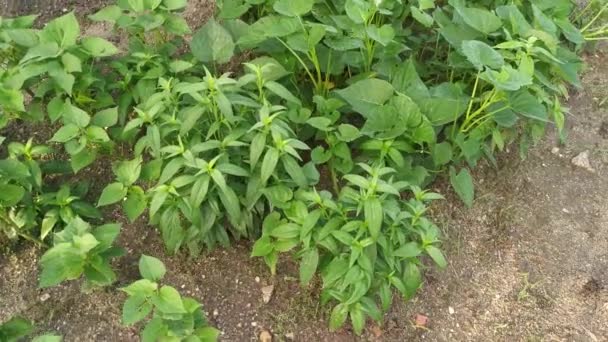 Planta Hierba Serpiente Sabah Verde — Vídeos de Stock