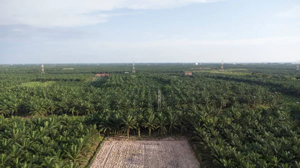 Widok Lotu Ptaka Farmę Rolniczą Zielonego Oleju Palmowego — Zdjęcie stockowe