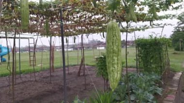 Momordica Charantia 'nın dallarında asılı sebze meyvelerine bakıyorum.. 