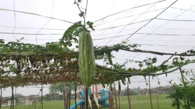 Momordica Charantia 'nın dallarında asılı sebze meyvelerine bakıyorum.. 