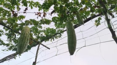 Momordica Charantia 'nın dallarında asılı sebze meyvelerine bakıyorum.. 