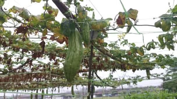 Při Pohledu Momordica Charantia Vinné Zeleniny Ovoce Visí Větvích — Stock video