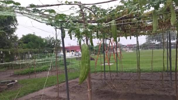 枝にぶら下がっているモモルディカ チャランティアの野菜の実を見ると — ストック動画