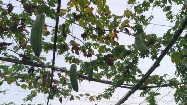 가지에 라티아 열매를 — 비디오