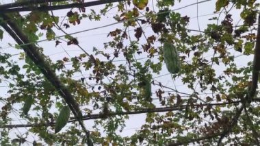 Momordica Charantia 'nın dallarında asılı sebze meyvelerine bakıyorum.. 