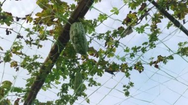 Momordica Charantia 'nın dallarında asılı sebze meyvelerine bakıyorum.. 