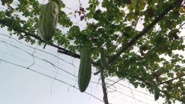Momordica Charantia 'nın dallarında asılı sebze meyvelerine bakıyorum.. 