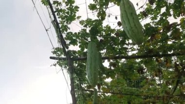 Momordica Charantia 'nın dallarında asılı sebze meyvelerine bakıyorum.. 