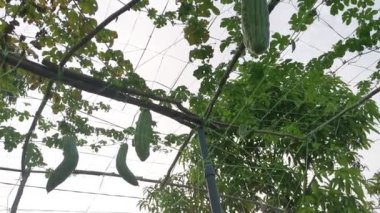 Momordica Charantia 'nın dallarında asılı sebze meyvelerine bakıyorum.. 