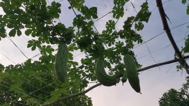 Mirando Momordica Charantia Frutas Vegetales Vid Colgando Las Ramas — Vídeos de Stock