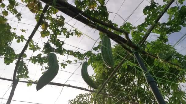 Mirando Momordica Charantia Frutas Vegetales Vid Colgando Las Ramas — Vídeos de Stock