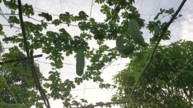 Momordica Charantia 'nın dallarında asılı sebze meyvelerine bakıyorum.. 