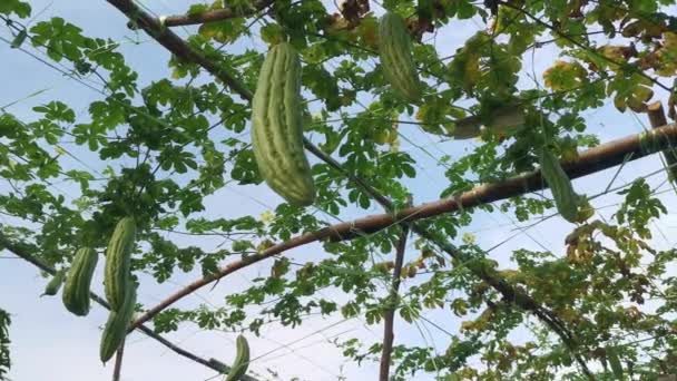 Regardant Momordica Charantia Vigne Légumes Fruits Suspendus Sur Les Branches — Video