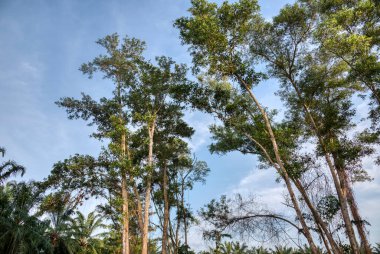 Sabahın erken saatlerinde ormansız arazide inşaat alanına hazırlanırken..