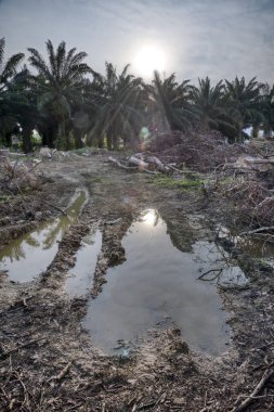 Sabahın erken saatlerinde ormansız arazide inşaat alanına hazırlanırken..