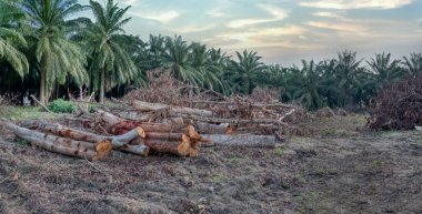 Sabahın erken saatlerinde ormansız arazide inşaat alanına hazırlanırken..