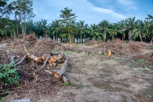 Escena Madrugada Las Tierras Deforestadas Que Preparan Para Construcción —  Fotos de Stock