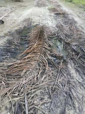 Çiftliğe giden vahşi bir yol.