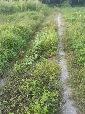 Çiftliğe giden vahşi bir yol.