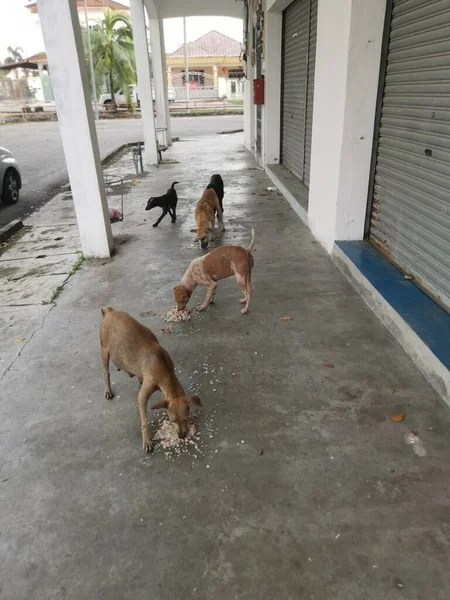 Αδέσποτα Σκυλιά Στο Δρόμο Της Πόλης — Φωτογραφία Αρχείου