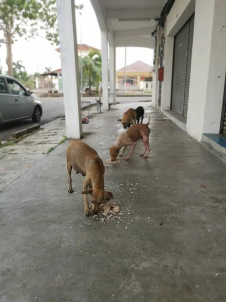 Zwerfhonden Straat — Stockfoto