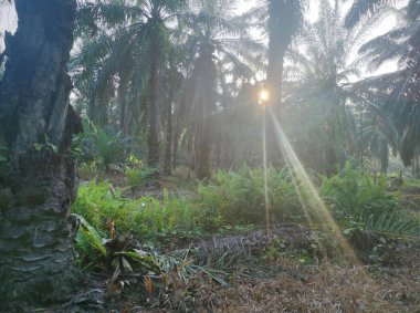 Güneş ışığı tarlaları gözetliyor.