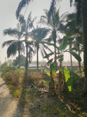 Güneş ışığı tarlaları gözetliyor.