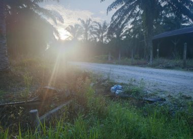 Güneş ışığı tarlaları gözetliyor.