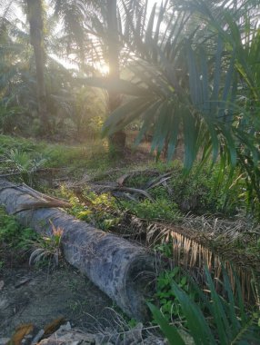 Güneş ışığı tarlaları gözetliyor.