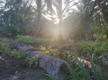 Güneş ışığı tarlaları gözetliyor.