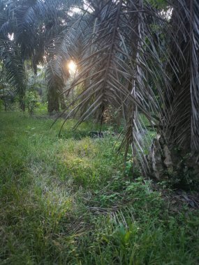 Güneş ışığı tarlaları gözetliyor.